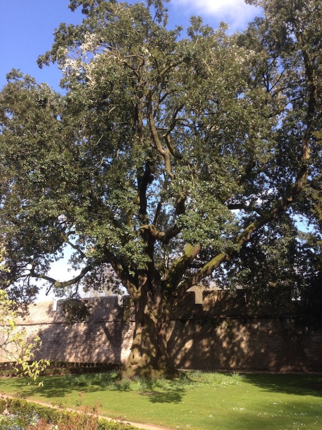 Wells_Bishop_Palace_Old_Holly_small